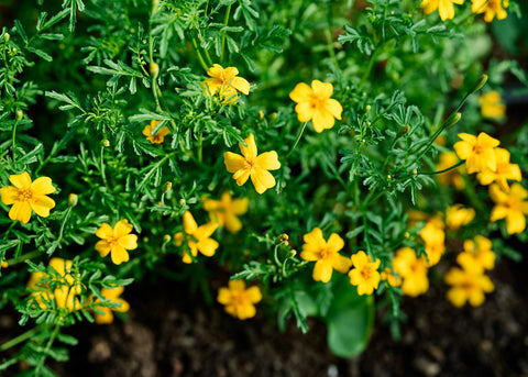 Starfire Mix - Signet Marigold Seeds