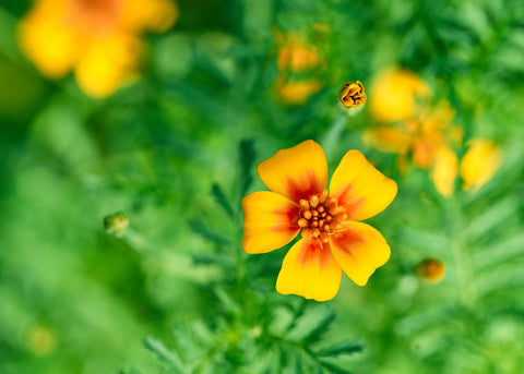 Starfire Mix - Signet Marigold Seeds