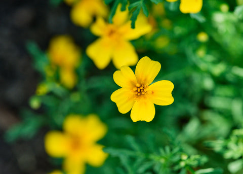 Starfire Mix - Signet Marigold Seeds