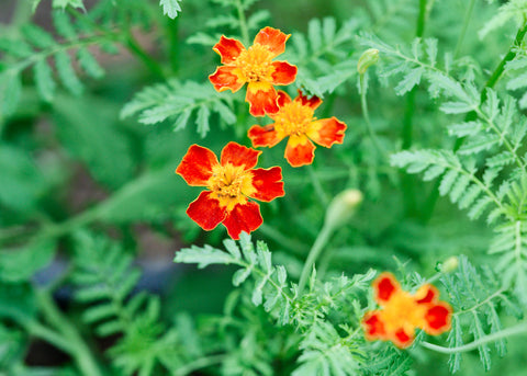 Starfire Mix - Signet Marigold Seeds