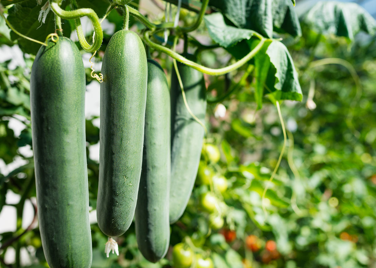 Straight Eight - Organic Cucumber