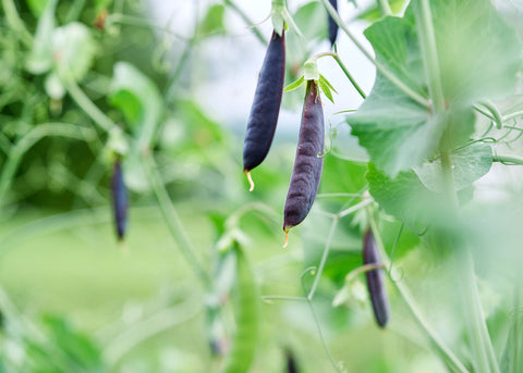 Sugar Magnolia - Organic Snap Pea Seeds