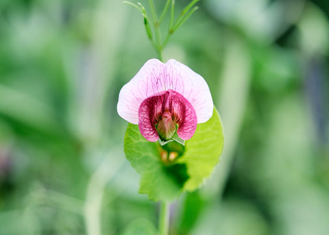 Sugar Magnolia - Organic Snap Pea Seeds