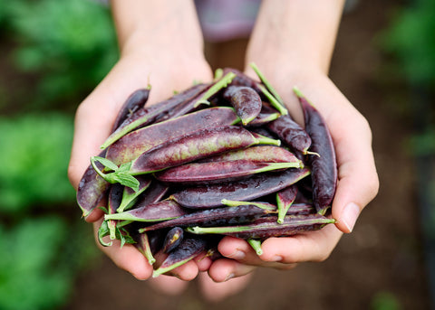 Sugar Magnolia - Organic Snap Pea Seeds