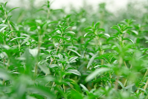 Summer Savory - Herb Seeds