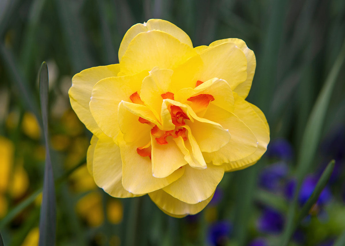 Tahiti Narcissus Bulbs Bucktown Seed Company