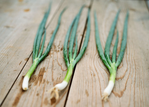 Tokyo Long White Bunching - Organic Onion Seeds