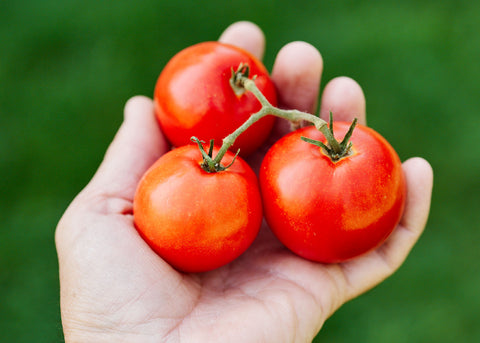 Ace 55 - Organic Tomato Seeds