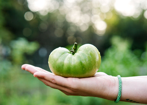 Aunt Ruby's German Green - Organic Tomato Seeds