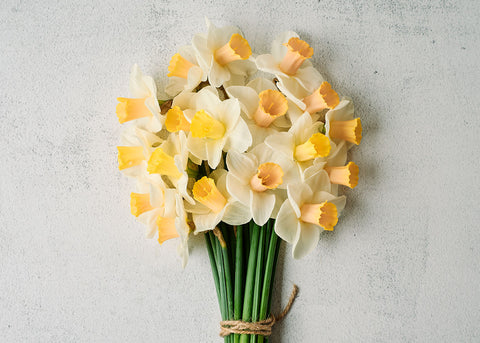 Best Pink - Narcissus Bulbs