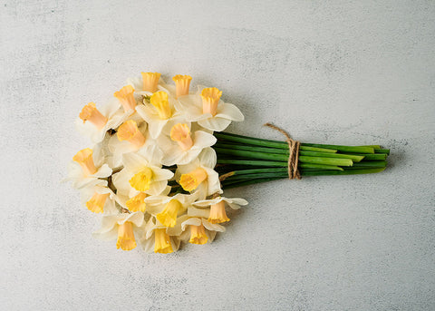 Best Pink - Narcissus Bulbs