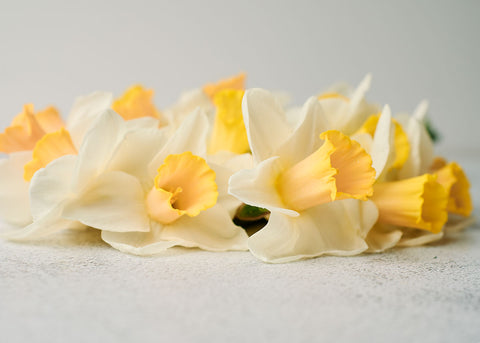 Best Pink - Narcissus Bulbs