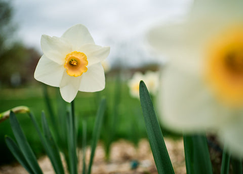 Best Pink - Narcissus Bulbs