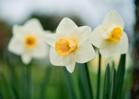 Best Pink - Narcissus Bulbs