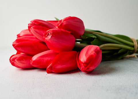 Red Impression - Tulip Bulbs