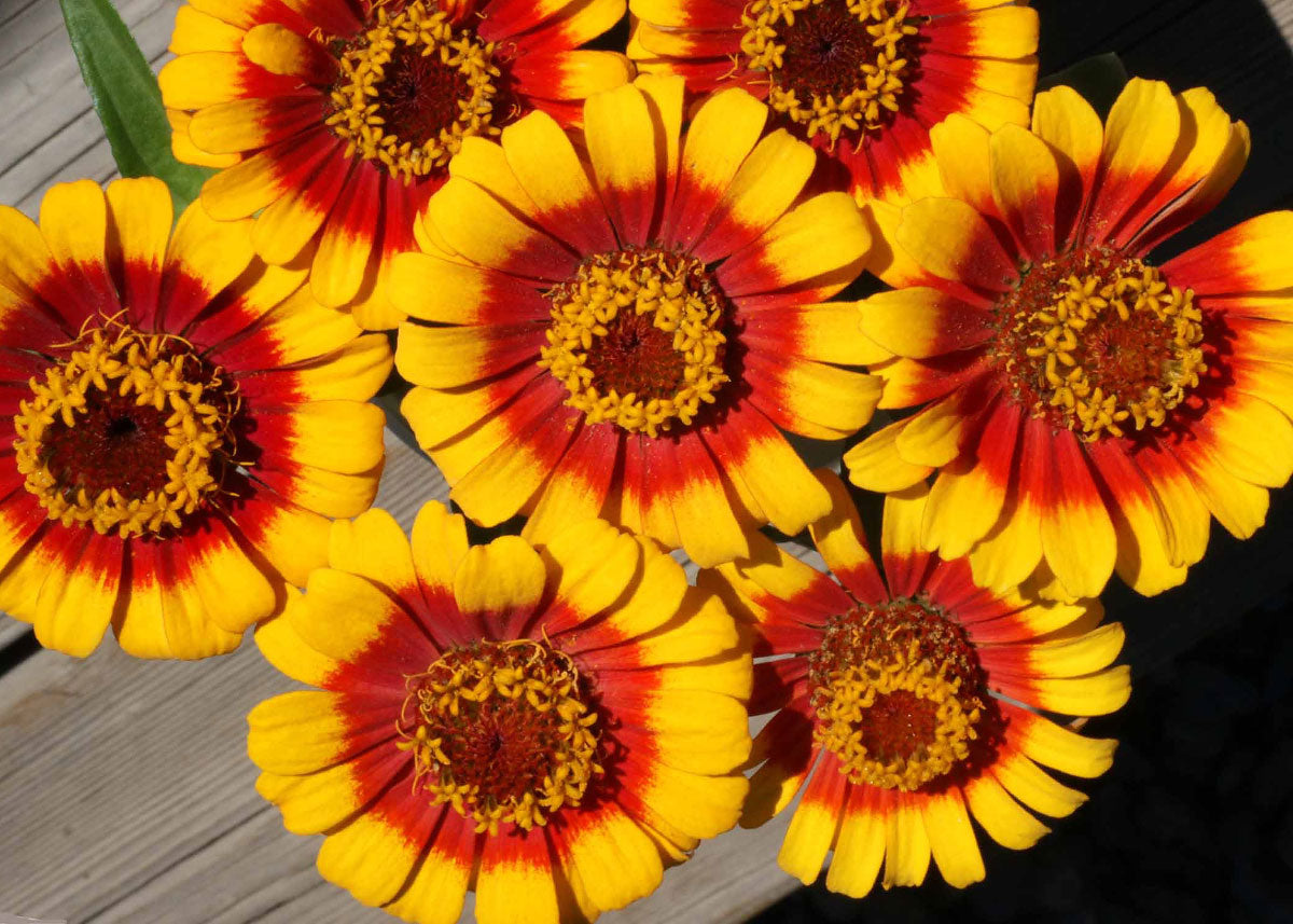 Sombrero - Zinnia Seeds