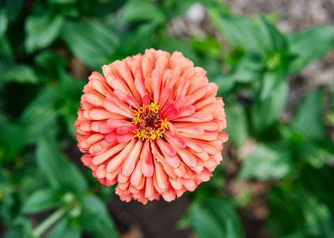 Giant Coral - Organic Zinnia Seeds