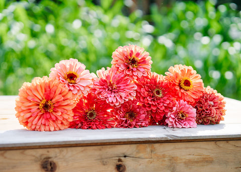 Giant Coral - Organic Zinnia Seeds