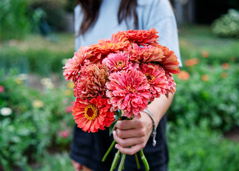Giant Coral - Organic Zinnia Seeds