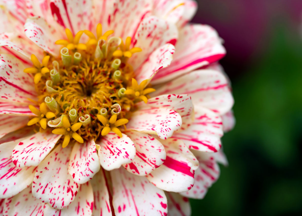Peppermint Stick - Zinnia Seeds