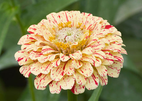 Peppermint Stick - Zinnia Seeds