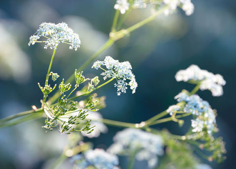 Anise - Herb Seeds