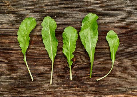 Heirloom Seeds_Arugula Roquette_Bucktown Seed Company-02