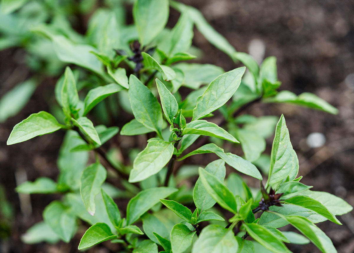 Cinnamon Basil Seed Bucktown Seed Company