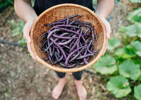 Heirloom Seeds_Royalty Purple Pod Bean Seeds_Bucktown Seed Company-01