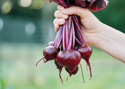 Heirloom Seeds - Bulls Blood Beets - Bucktown Seed Company-02