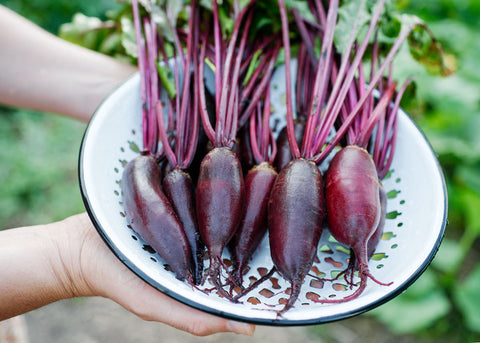 Heirloom Seeds - Cylindra Beets - Bucktown Seed Company-01