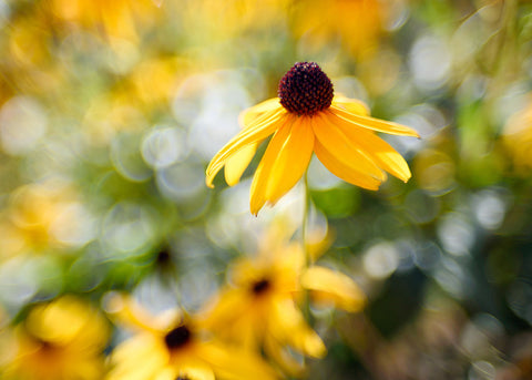 Black Eyed Susan - Rudbeckia Seeds