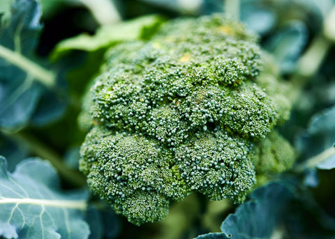 Heirloom Seeds_Broccoli Waltham 29_Bucktown Seed Company-01
