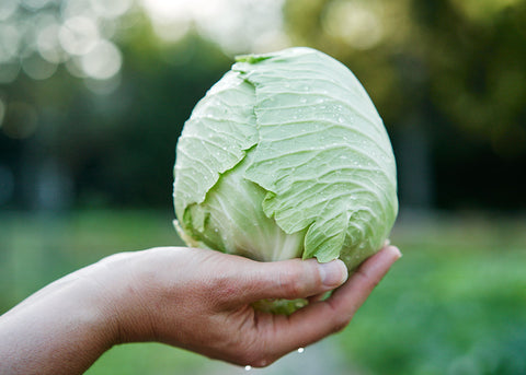 Heirloom Seeds_Cabbage Early Jersey Wakefield_Bucktown Seed Company-03