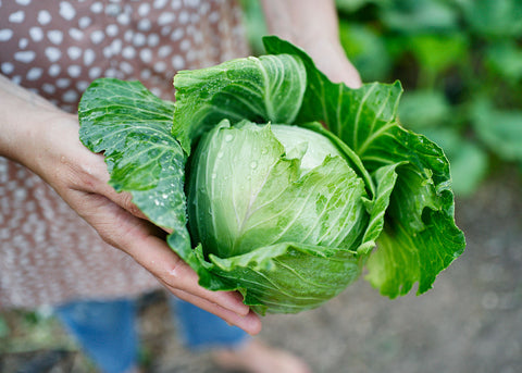 Heirloom Seeds_Cabbage Late Flat Dutch_Bucktown Seed Company-02