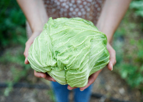 Heirloom Seeds_Cabbage Late Flat Dutch_Bucktown Seed Company-03