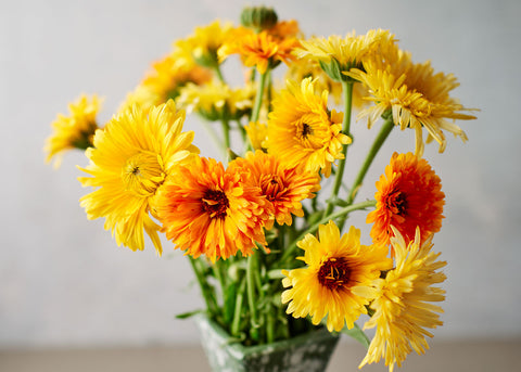 Heirloom Seeds_Calendula_Bucktown Seed Company-01