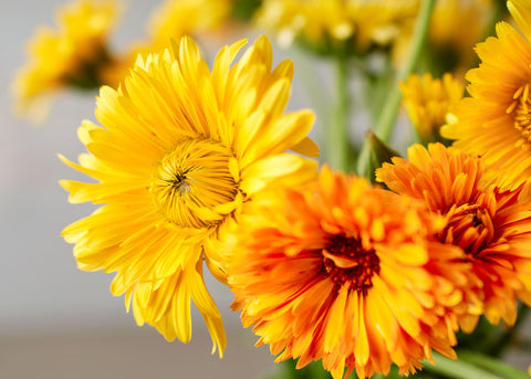 Heirloom Seeds_Calendula_Bucktown Seed Company-04