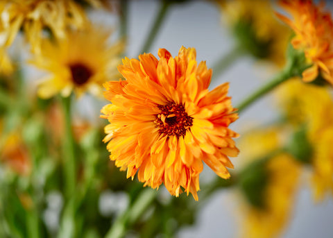 Heirloom Seeds_Calendula_Bucktown Seed Company-02
