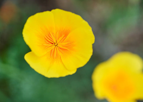 California-Orange_Poppy_Flower Seeds_Bucktown Seed Company_04