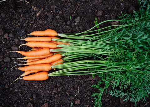 Heirloom Seeds_Carrot Parisian_Bucktown Seed Company-02