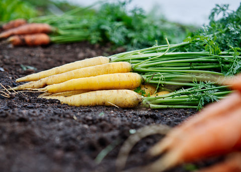 Heirloom Seeds_Carrot Solar Yellow_Bucktown Seed Company-01