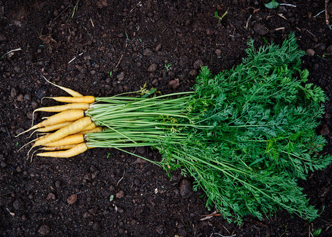 Heirloom Seeds_Carrot Solar Yellow_Bucktown Seed Company-04