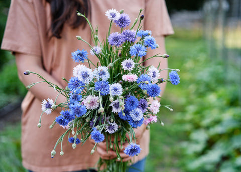 Centaurea_Bachelors-Button_Flower Seeds_Bucktown Seed Company