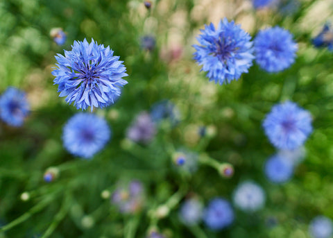 Centaurea_Bachelors-Button_Flower Seeds_Bucktown Seed Company_02