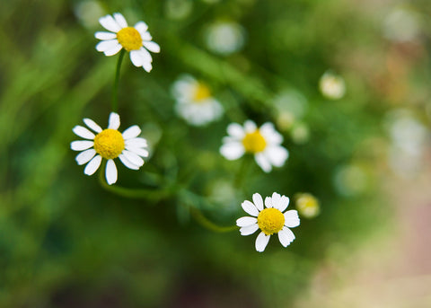 Heirloom Seeds_Chamomile_German_Bucktown Seed Company