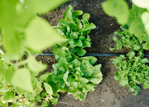 Heirloom Seeds_Escarole Natacha_Bucktown Seed Company-03