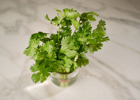 Heirloom Seeds_Cilantro_Bucktown Seed Company-04