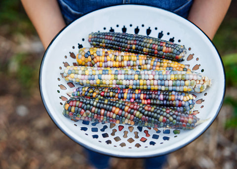 Heirloom Seeds_Corn Glass Gem_Bucktown Seed Company-01