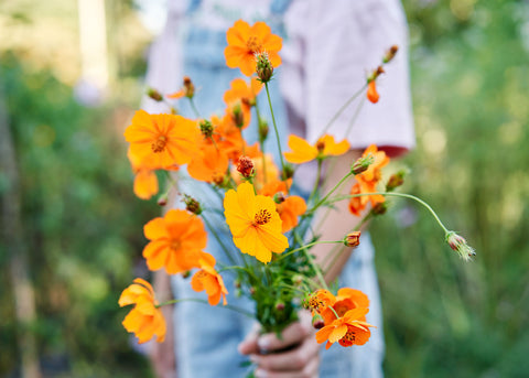 Cosmos_Brightr Lights Mix_Seeds_Bucktown Seed Company_01